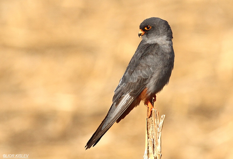 Red Footed Falcon Falco vespertinus,Meitzar ,Golan heights,Israel 30-09-13 Lior Kislev